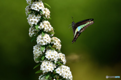 FLYING