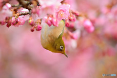 河津桜に