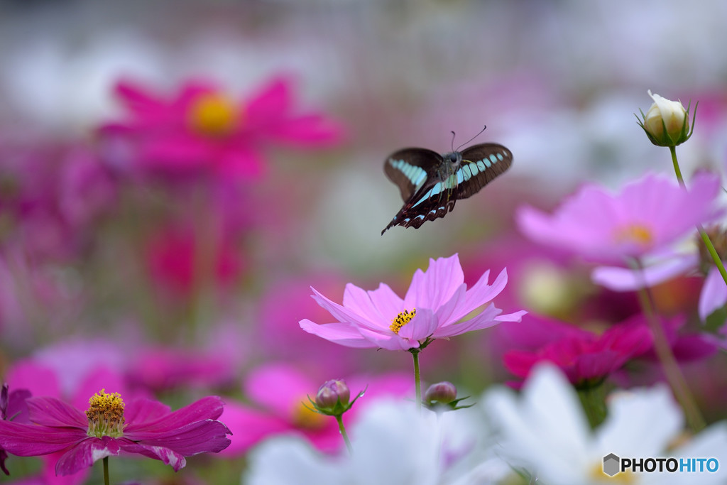 コスモス畑に舞う