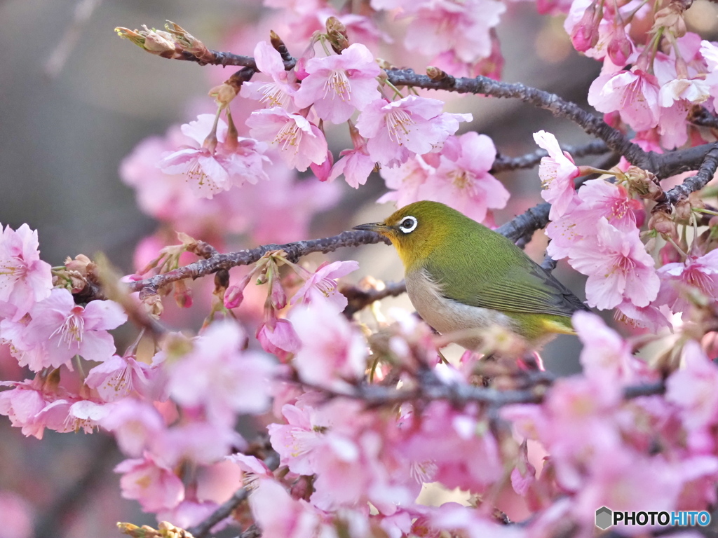 春爛漫