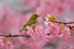 春爛漫