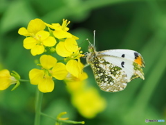 ツマキチョウと菜の花