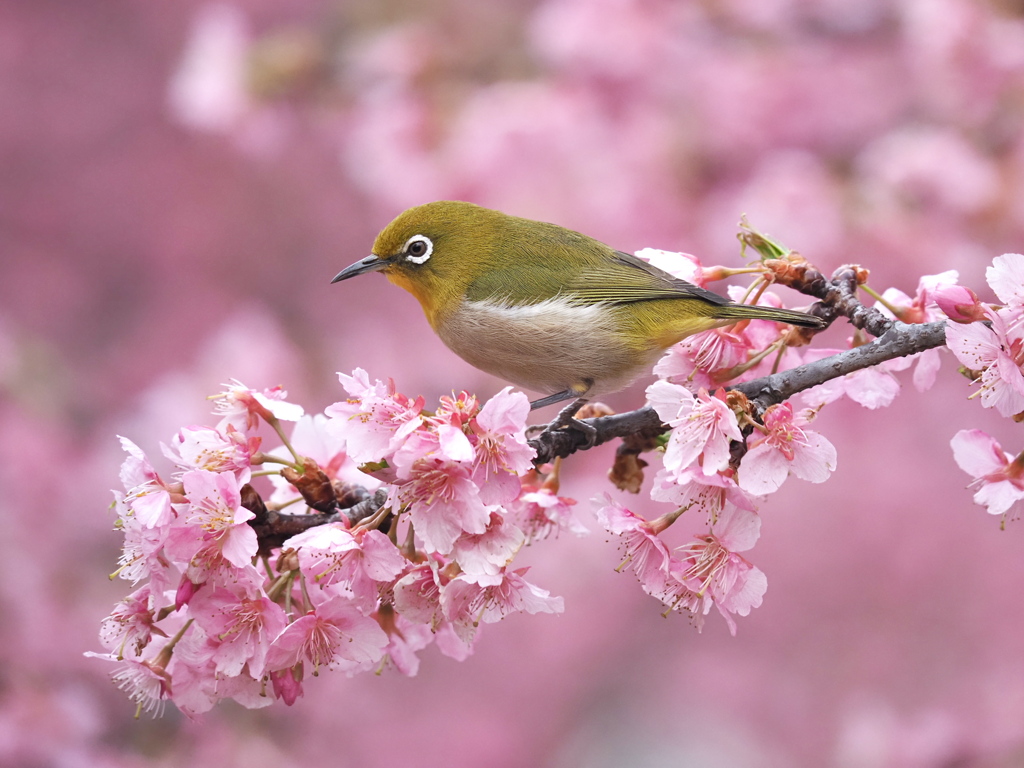 河津桜満開