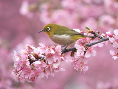 河津桜満開