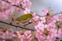 河津桜に