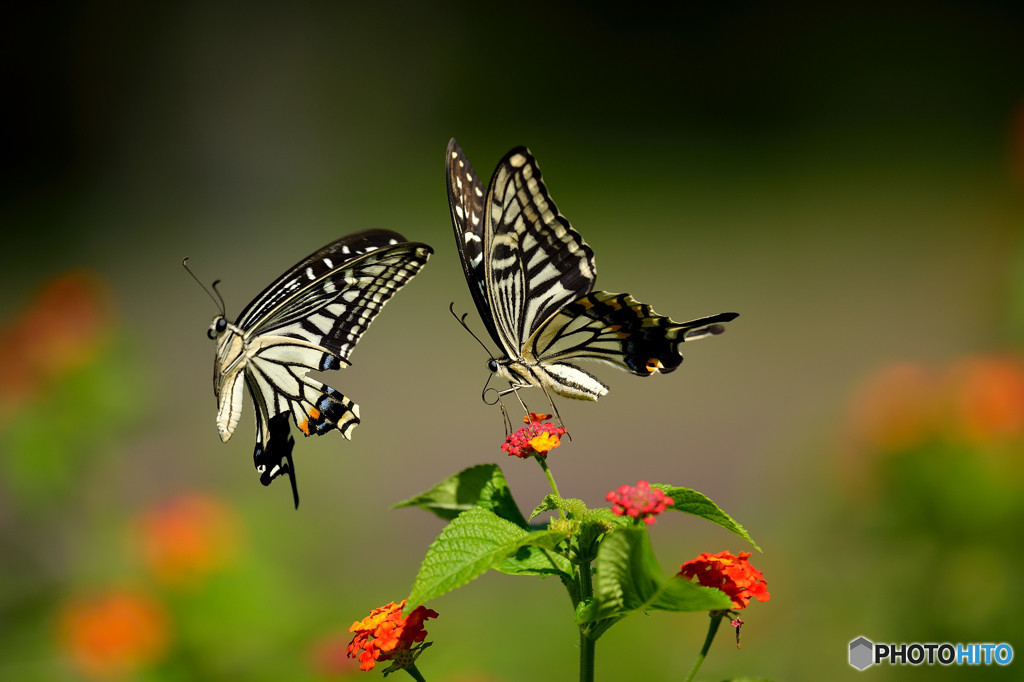 アゲハチョウの求愛ダンス