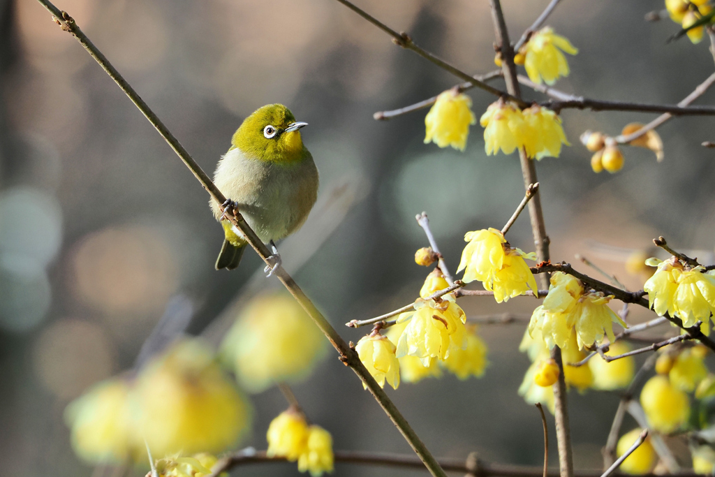 春の息吹
