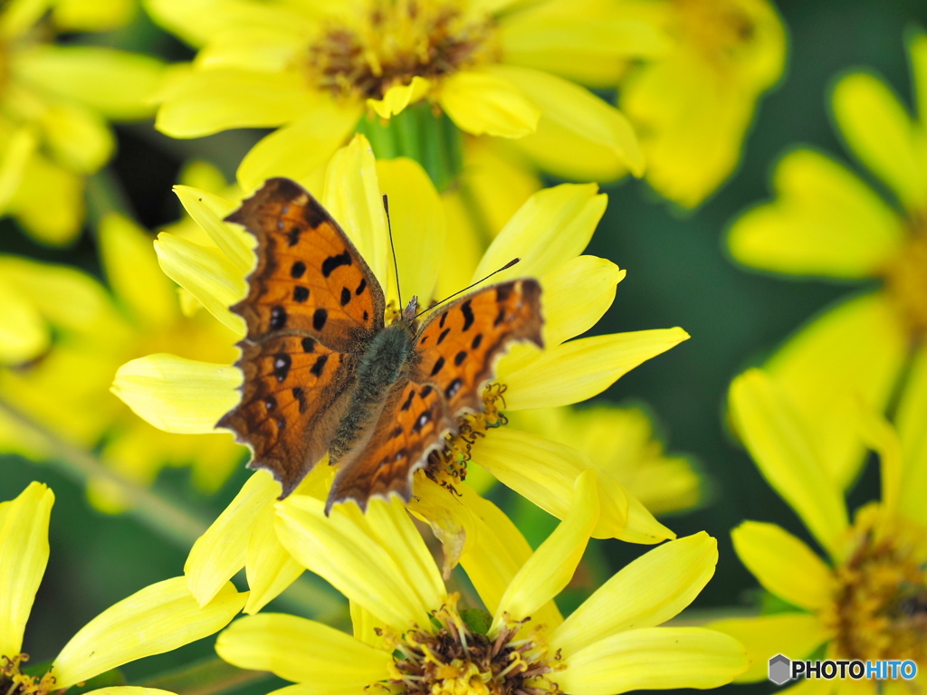 ツワブキとキタテハ