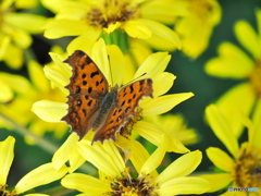 ツワブキとキタテハ