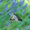 アゲハチョウとラベンダー