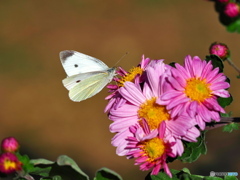 小菊とモンシロチョウ