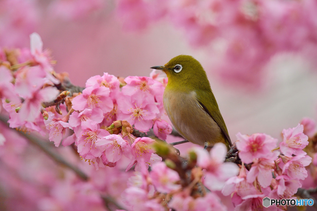春の朝