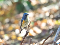 瑠璃色の鳥