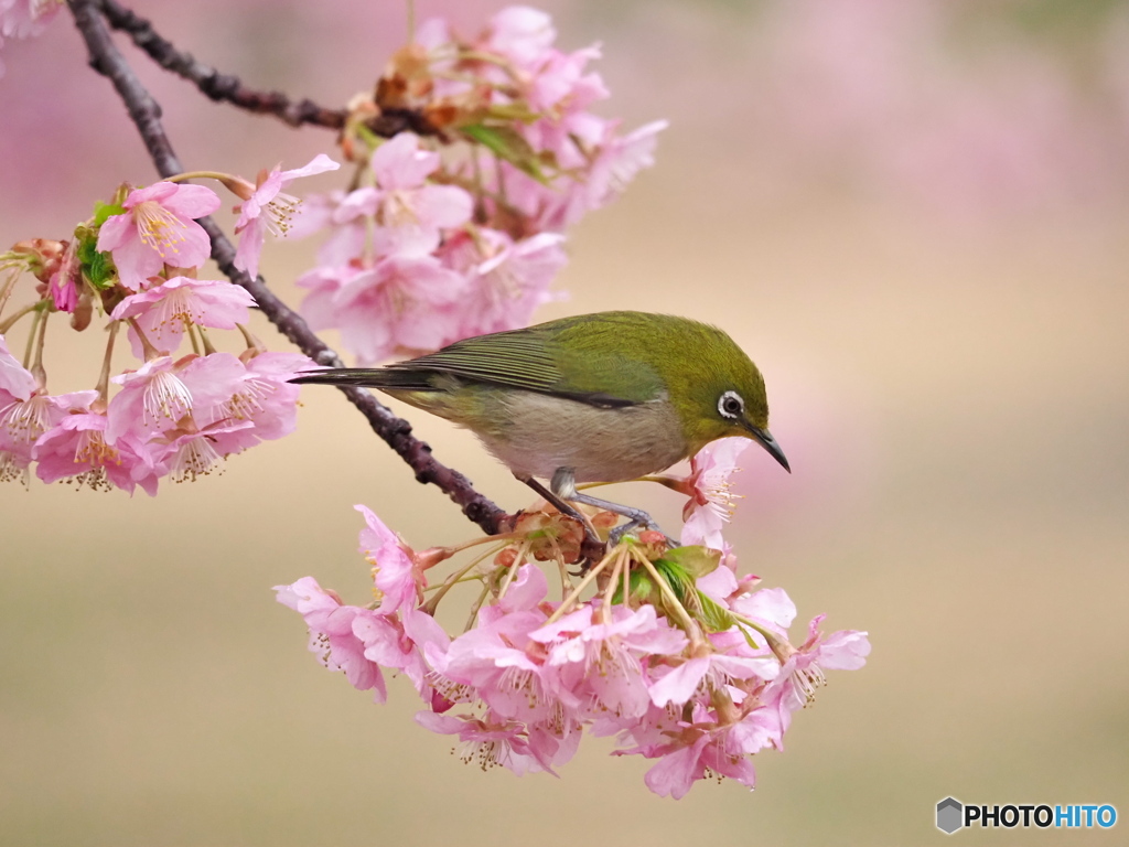 春本番