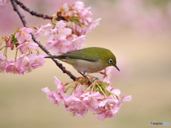 春本番