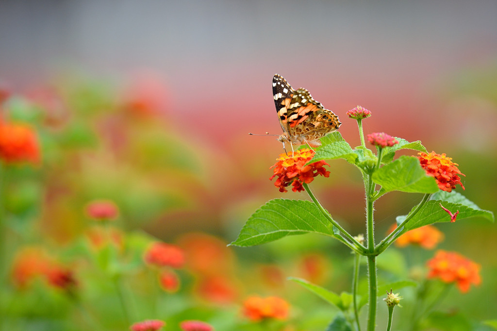 ランタナにヒメアカタテハ