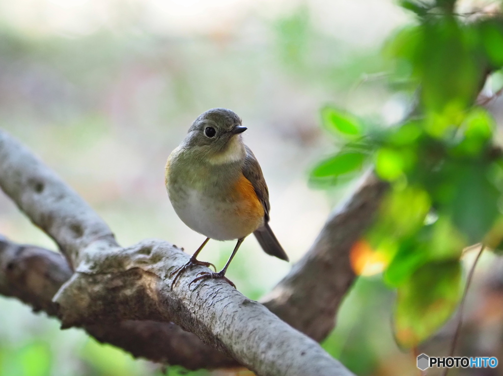 いつもありがとう