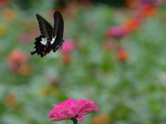 モンキアゲハの飛翔