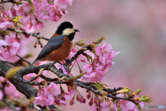 春の予感