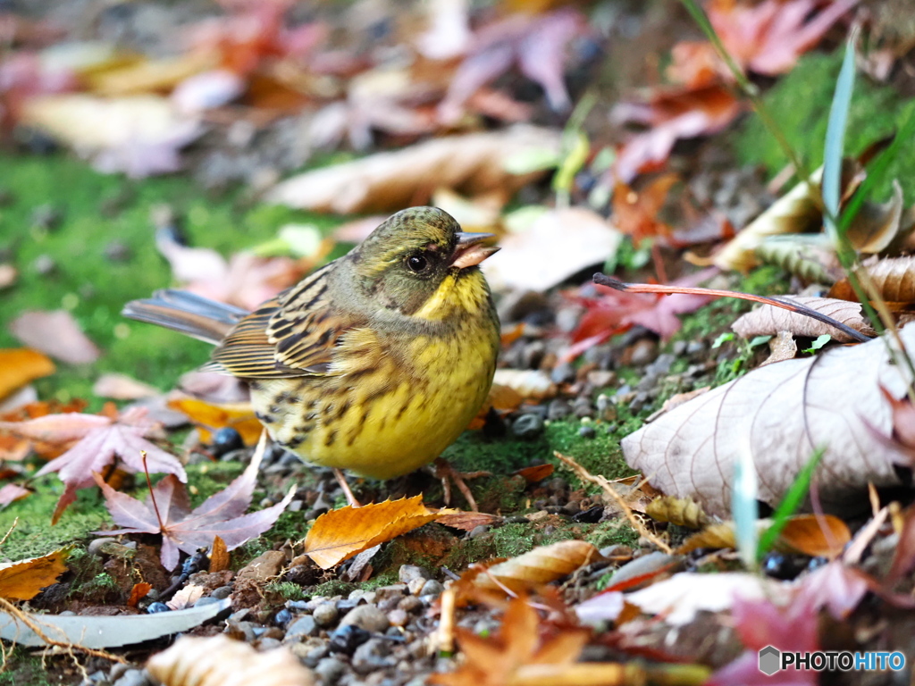 可愛いアオジさん