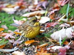 可愛いアオジさん