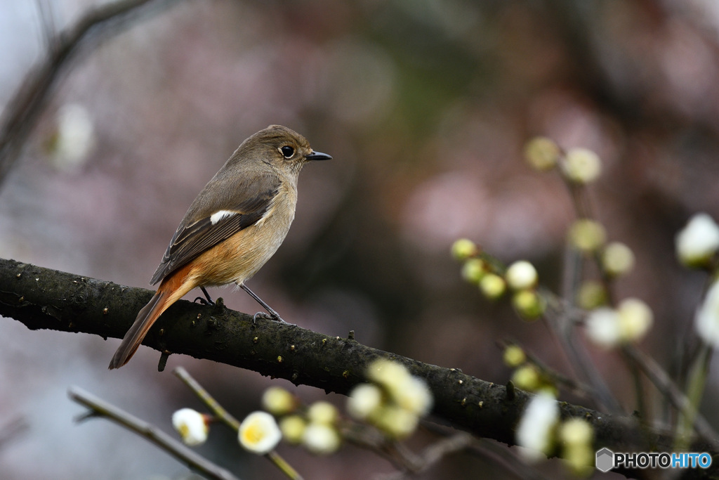 白梅にジョウビタキ