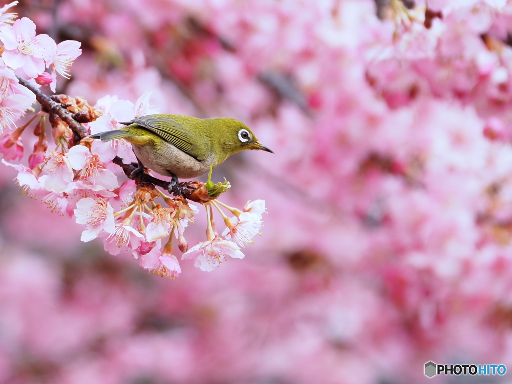 春うらら