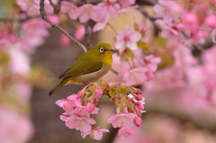 春の気配