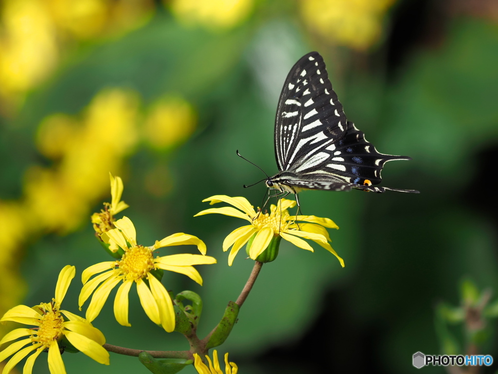 ツワブキとアゲハチョウ
