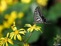 ツワブキとアゲハチョウ
