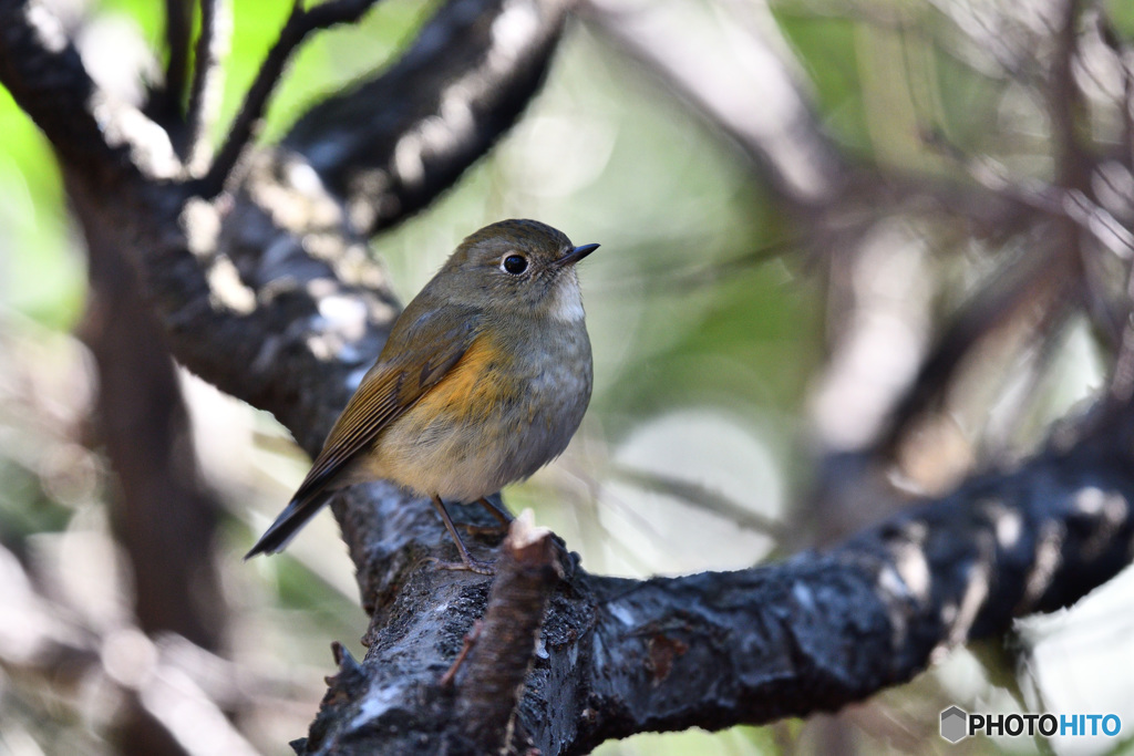 風の吹くままに