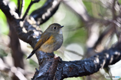 風の吹くままに