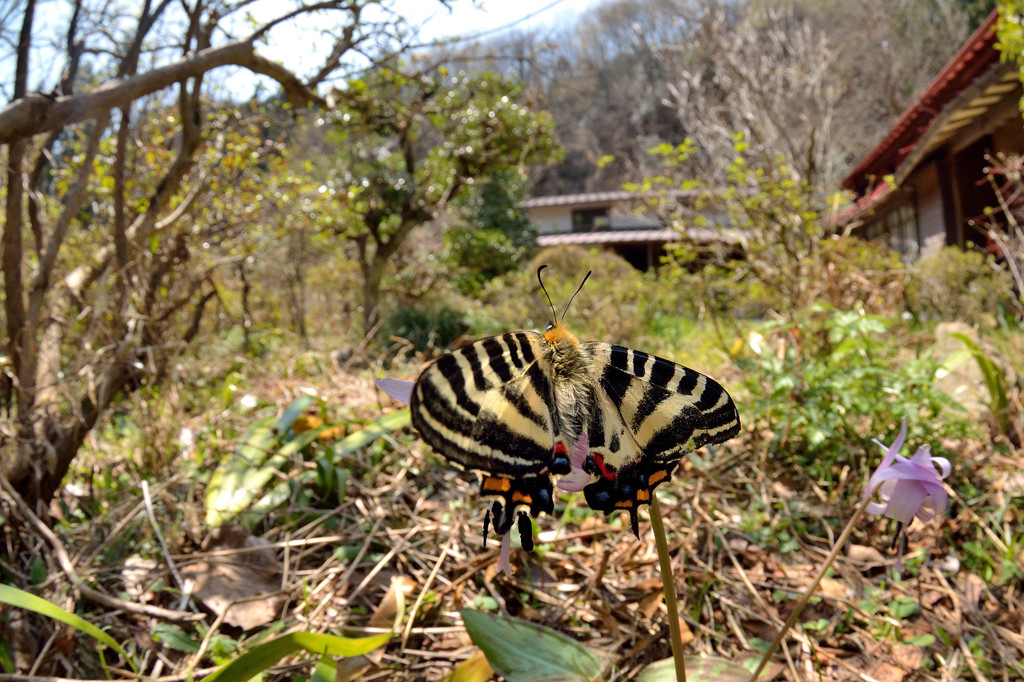 里山の春