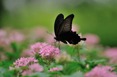 ペンタスにクロアゲハ