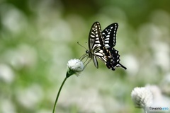 センニチコウにアゲハチョウ