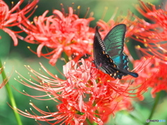 カラスアゲハと彼岸花