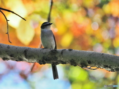 紅葉とリュウキュウサンショウクイ