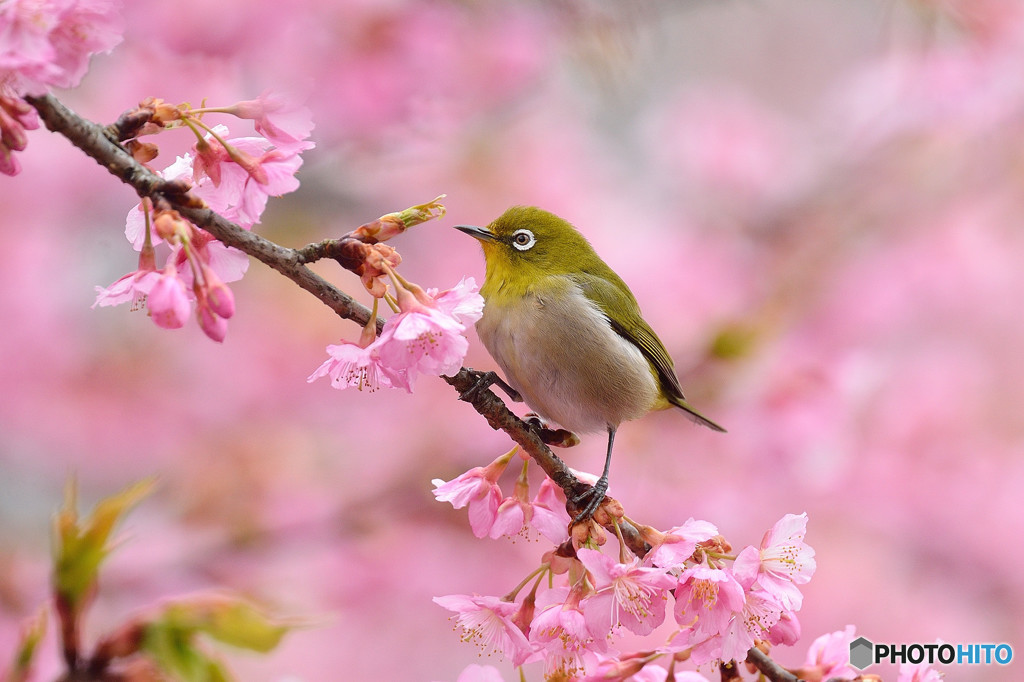 河津桜にメジロ