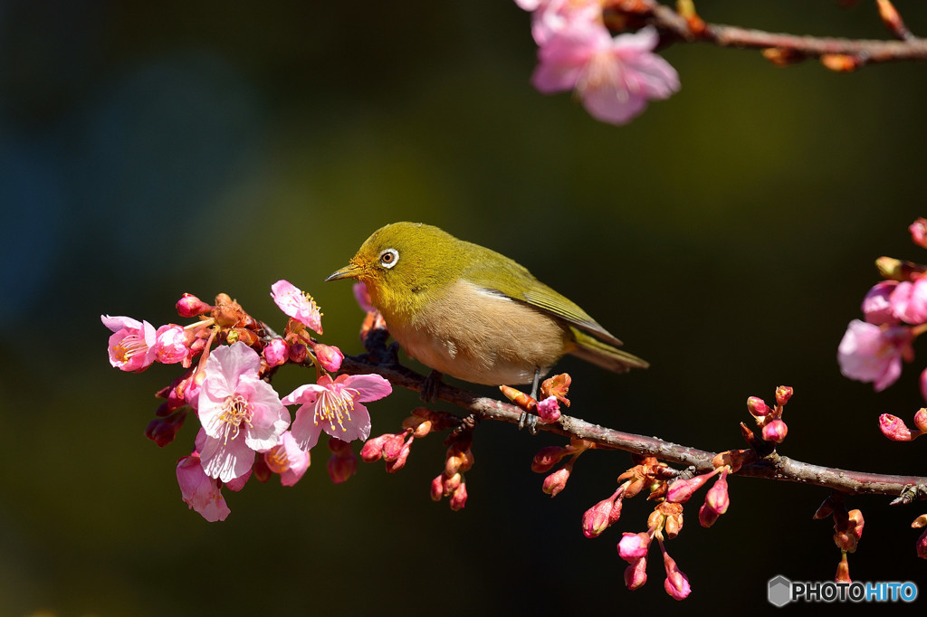 春の足音