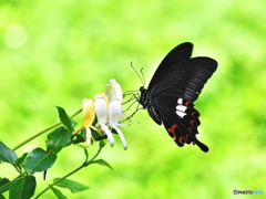 森のカフェ