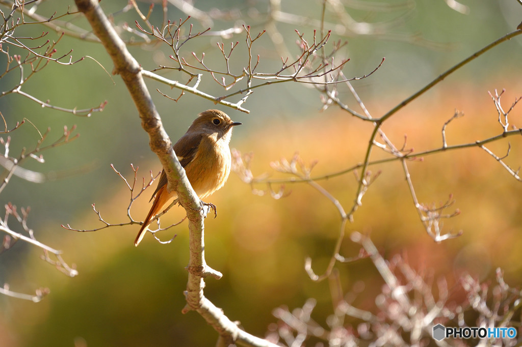 柔らかな日差しを浴びて