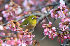 春が来た！