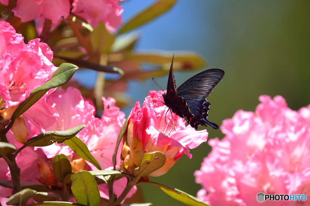 シャクナゲにカラスアゲハ