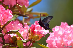 シャクナゲにカラスアゲハ
