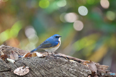 木洩れ日の中で