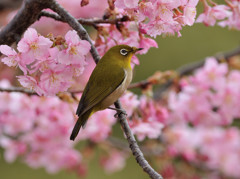 河津桜に