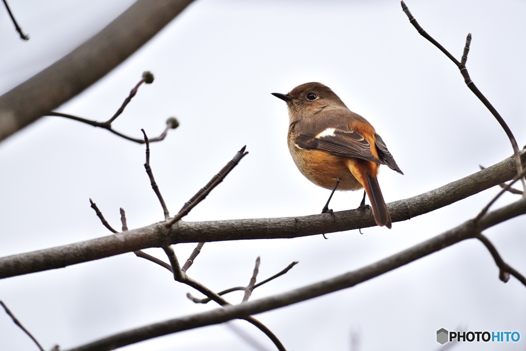 ハナミズキにて
