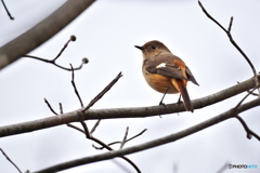 ハナミズキにて