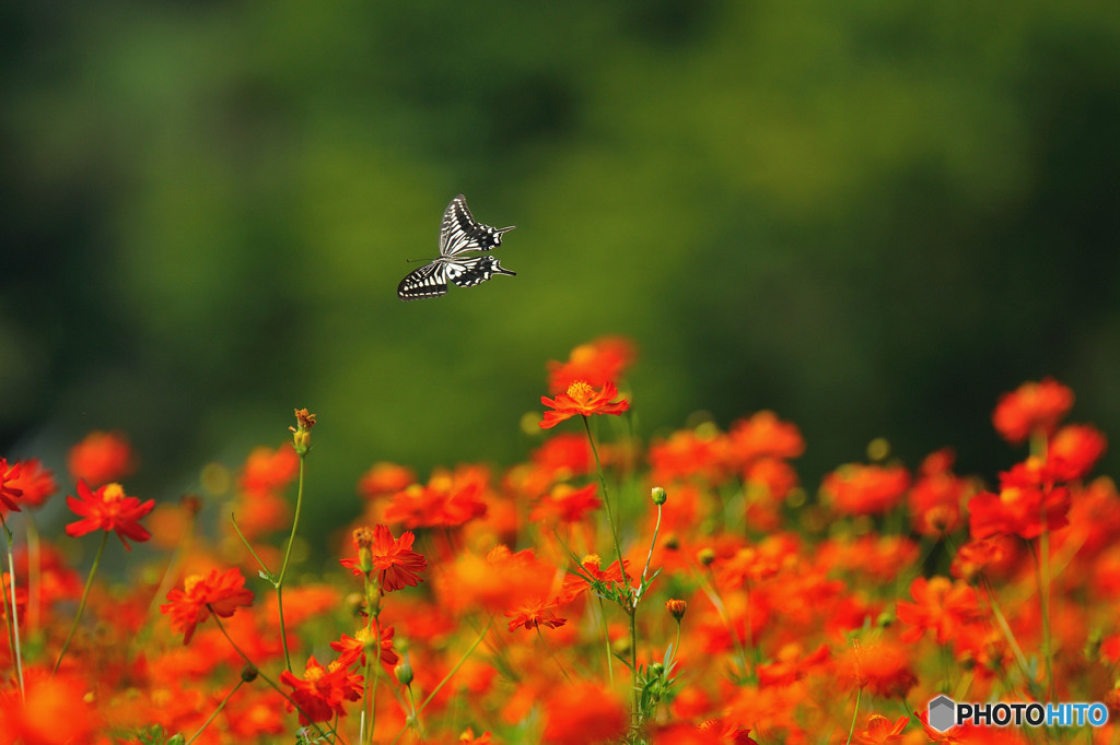 アゲハチョウの飛翔
