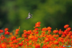 アゲハチョウの飛翔